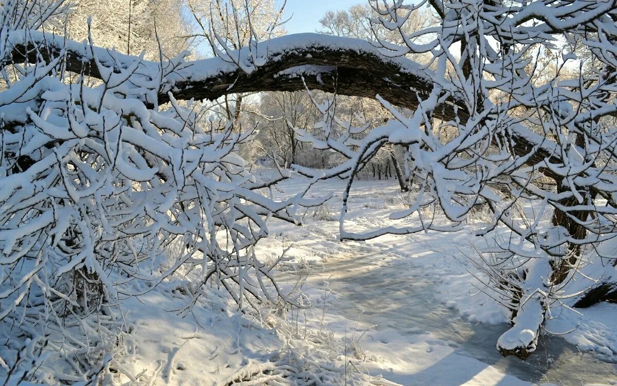 февраль природа. подснежники ветреница. снег в марте краснодар. весна снег. первоцветы пролеска снег.