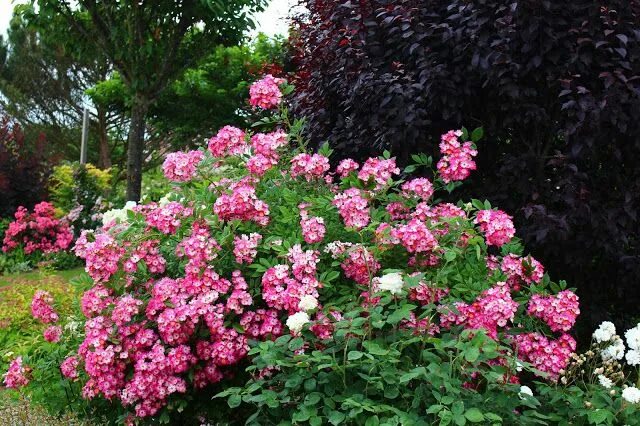Flower Carpet Rose Landscaping Ideas Landscaping with roses, Easy garden, Ground