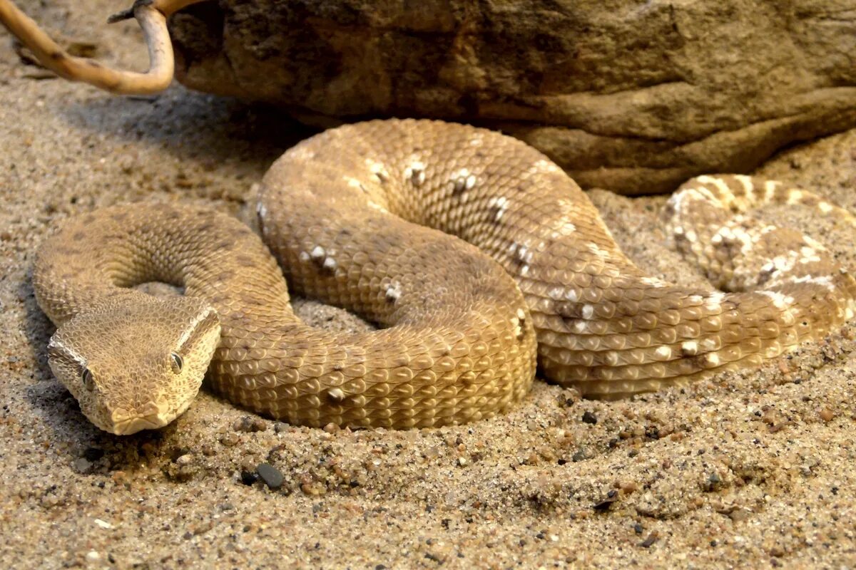 пустынные скалы. песчаные род. гадюка, гюрза, эфа, кобра. эфа песчаная среднеазиатская. бархан сарыкум.