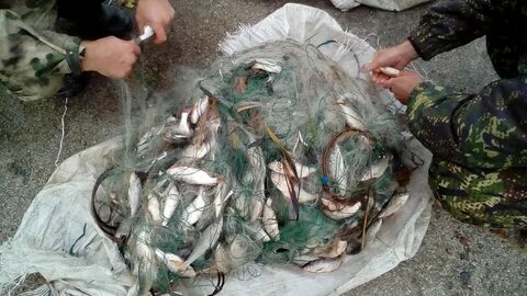 Вылов водных биологических ресурсов