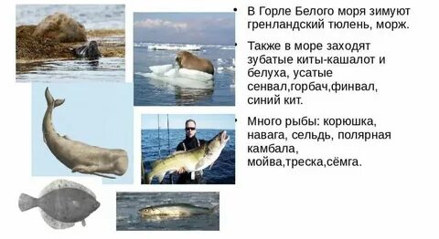 Различия черного и белого моря