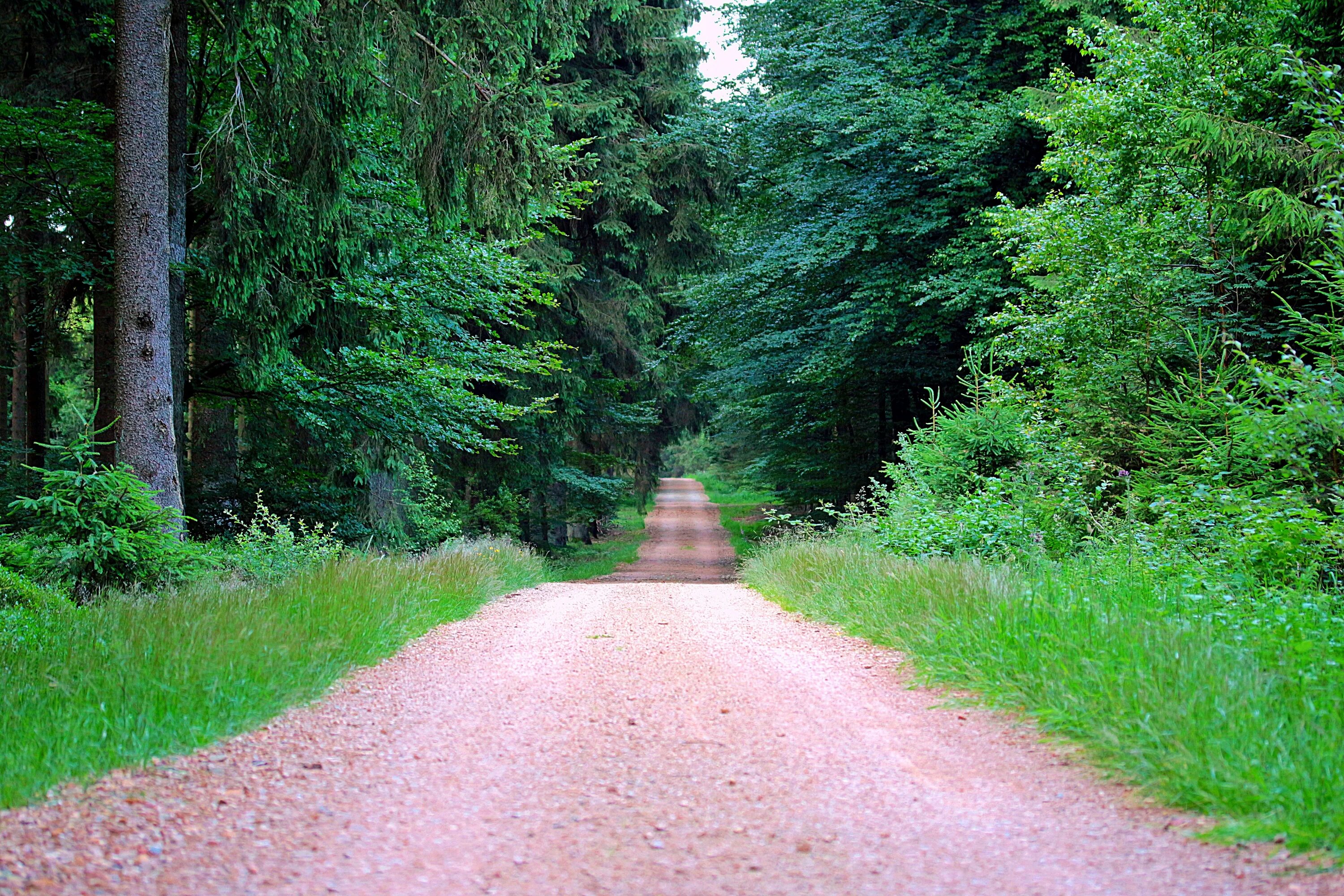 Path to image