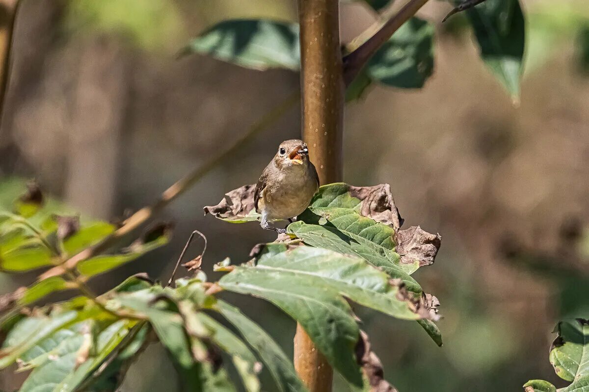 Сизоворонка обыкновенная (лат. Coracias garrulus) - вид птиц из отряда ракшеобра