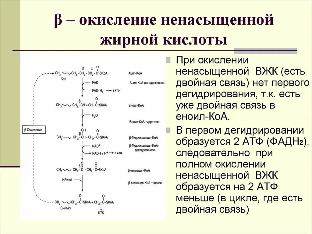 Синтез липидов мембраны. Конечный продукт бета окисления жирных кислот. Реакции β-окисления жирных кислот. Реакции одного цикла бета окисления жирных кислот. Реакции бета окисления жирных кислот.