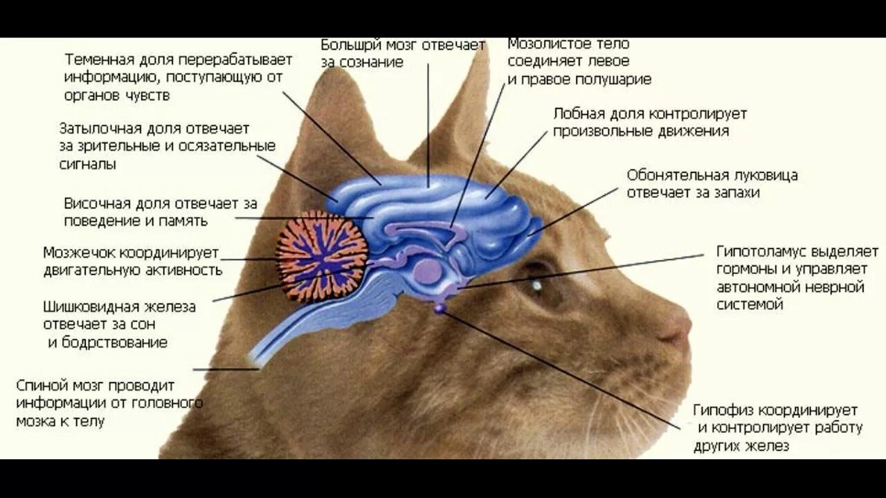 Строение головного мозга кота. Анатомия кошки нервная система. Головной мозг кошки анатомия. Строение головы кота. Деменция у кошек