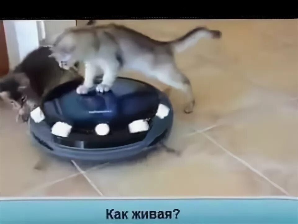 Коты катаются на пылесосе. Коты катаются на пылесосе