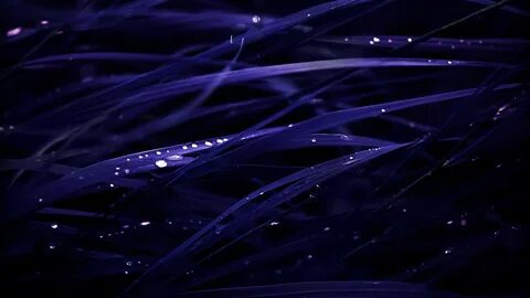 Blue grass