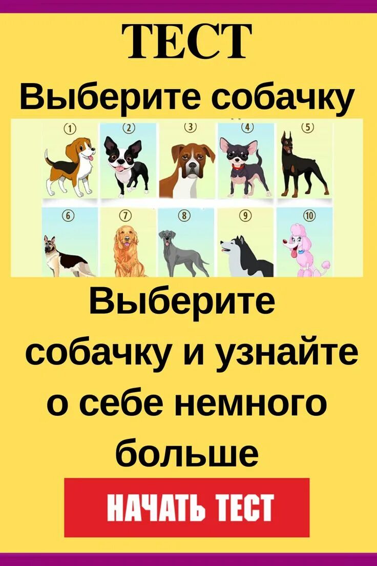 Тест на подходящую собаку. Психологический тест выбери собаку. Выбери собачку. Выбери мне подходящую собаку.