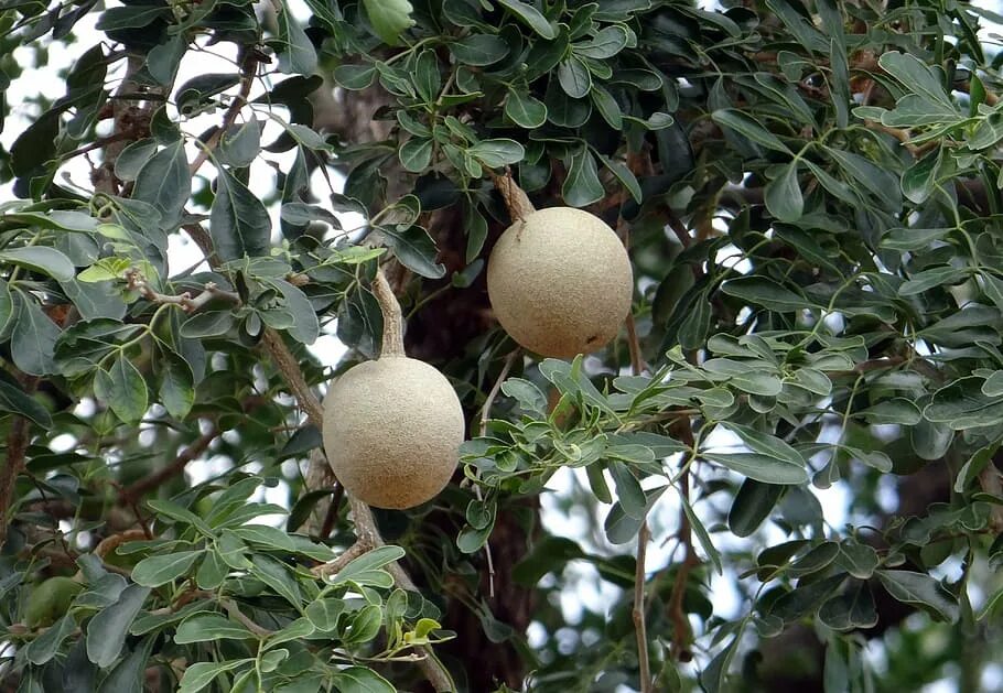 Elephant apple. Ферония лимонная. Деревянное яблоко слоновое яблоко Ферония лимонная. Ферония лимонная («деревянное яблоко», персидский лимон. Баиль дерево.