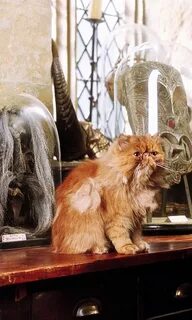 Кошка гермионы