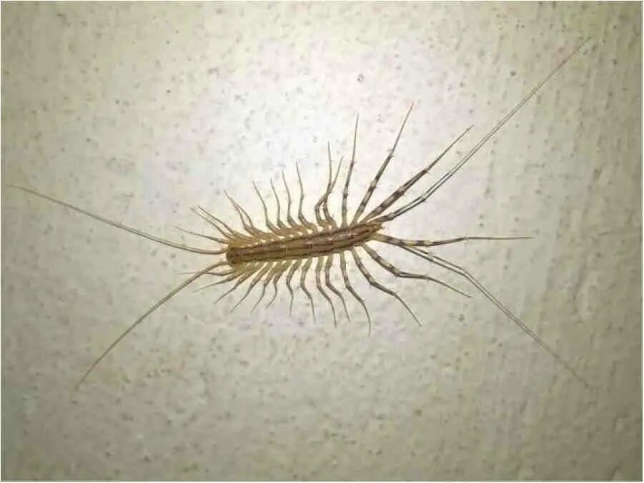 Таракан мокрица. Костянка обыкновенная многоножка. Сороконожка сколопендра мухоловка. Чешуйница мухоловка. Обыкновенная мухоловка многоножка.