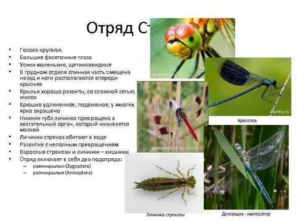 Перевязанная стрекоза полное или неполное превращение