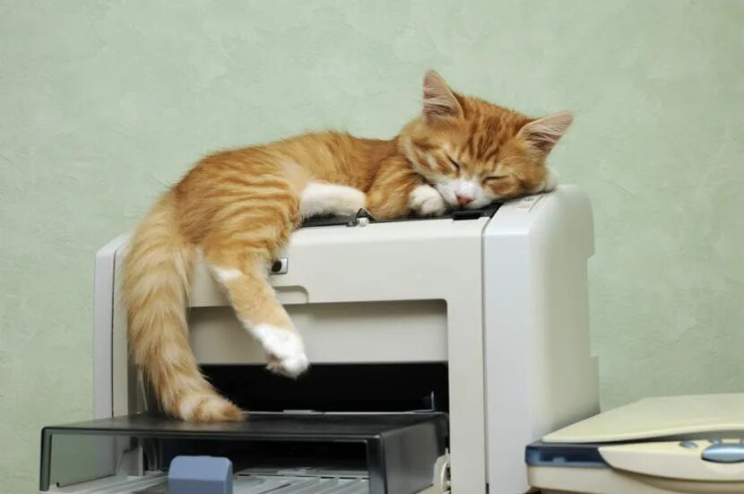 Котик принтер приложение. Кот и принтер. кот в офисе. котик для принтера. кот на рабочем месте.