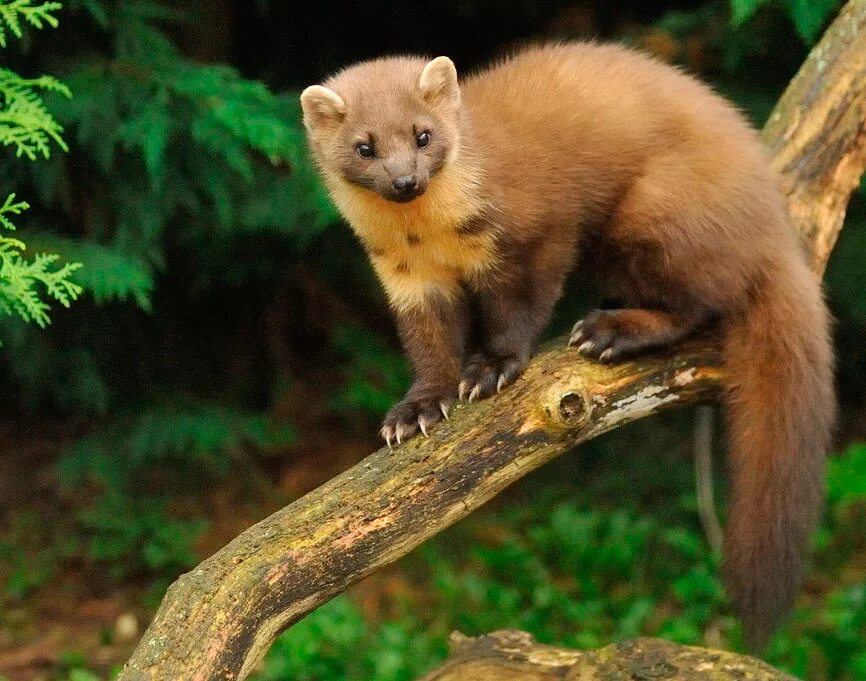 Fauna da Rússia Marta (Martes) é um mamífero carnívoro da família dos mustelídeo