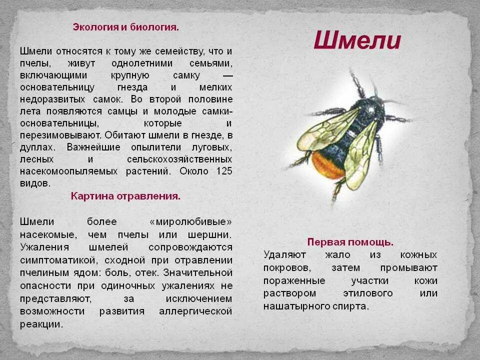 Информация о шмелях 2 класс. Насекомые с описанием. Оса описание. Шмель информация для детей. Рассказ о Шмеле.