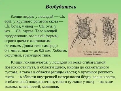Клещи возбудители