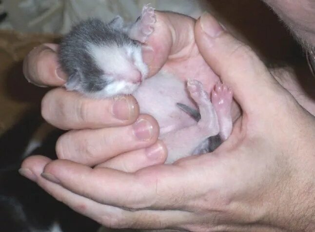 Новорожденные котята. Котята которые только родились. Могут ли у кошки родиться