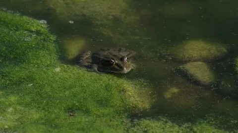 Вода пахнет болотом