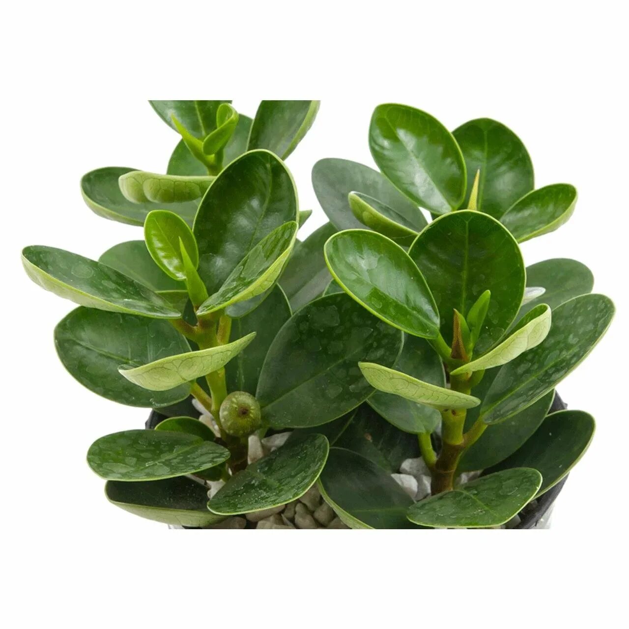 Фикус формоза формирование. Фикус формоза. Кодиеум eburneum. Фикус ретуза грин айленд. Фикус формоза кокетка.