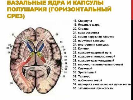 Внутренняя капсула пути волокон схема