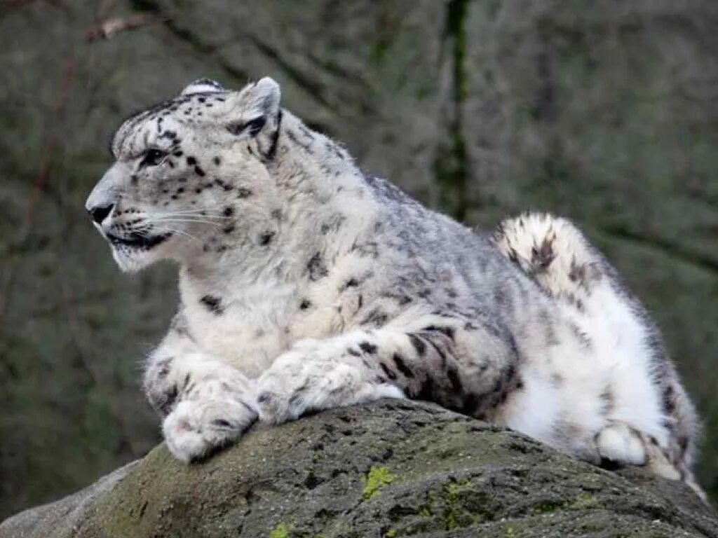 снежный барс ирбис. покажи фотки снежного барса. покажи фотки снежного барса. покажи фотки снежного барса. убсунурская котловина снежный барс.