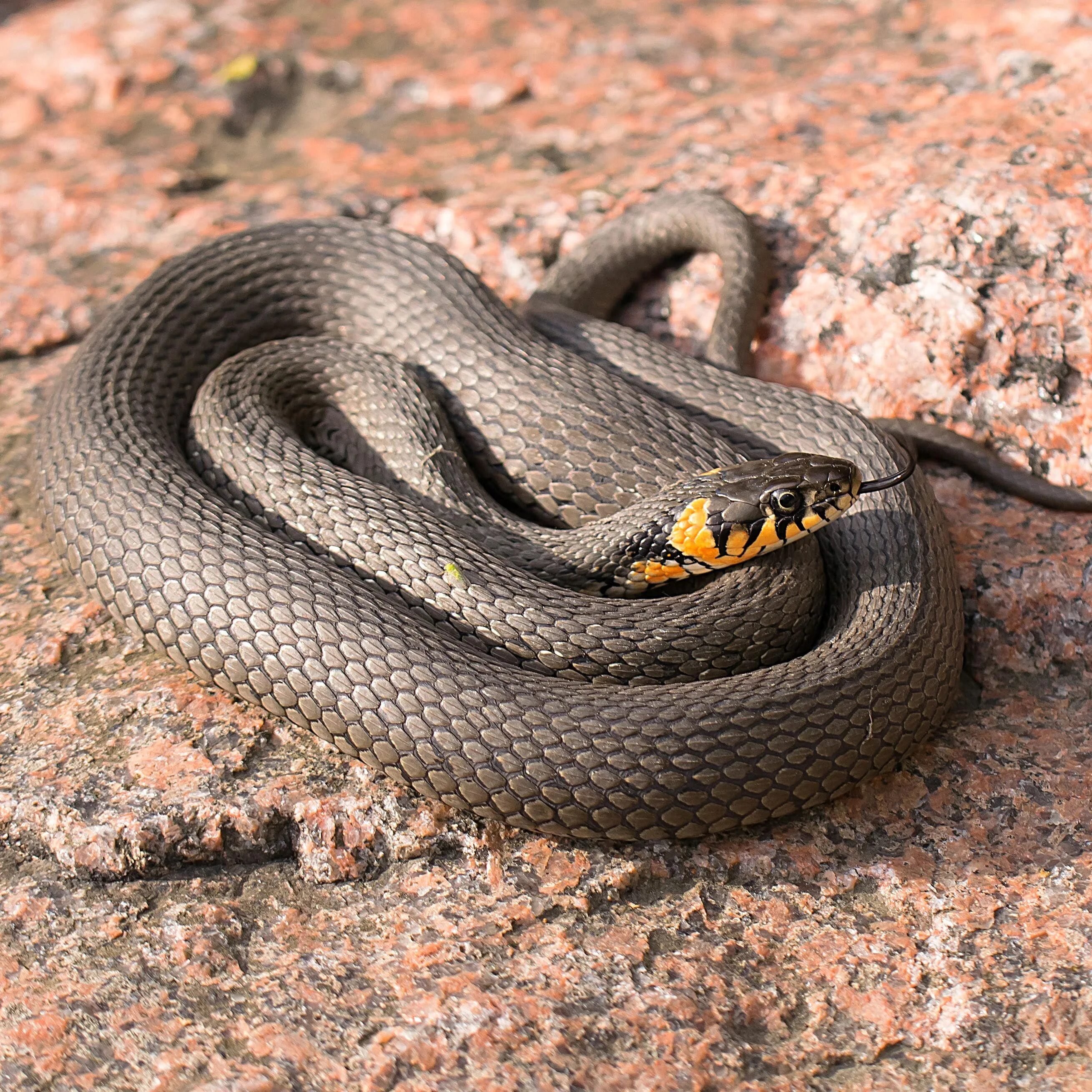Обыкновенный уж Natrix Natrix. Змея уж обыкновенный. Полоз змея неядовитая. Уж обыкновенный - змея неядовитая.
