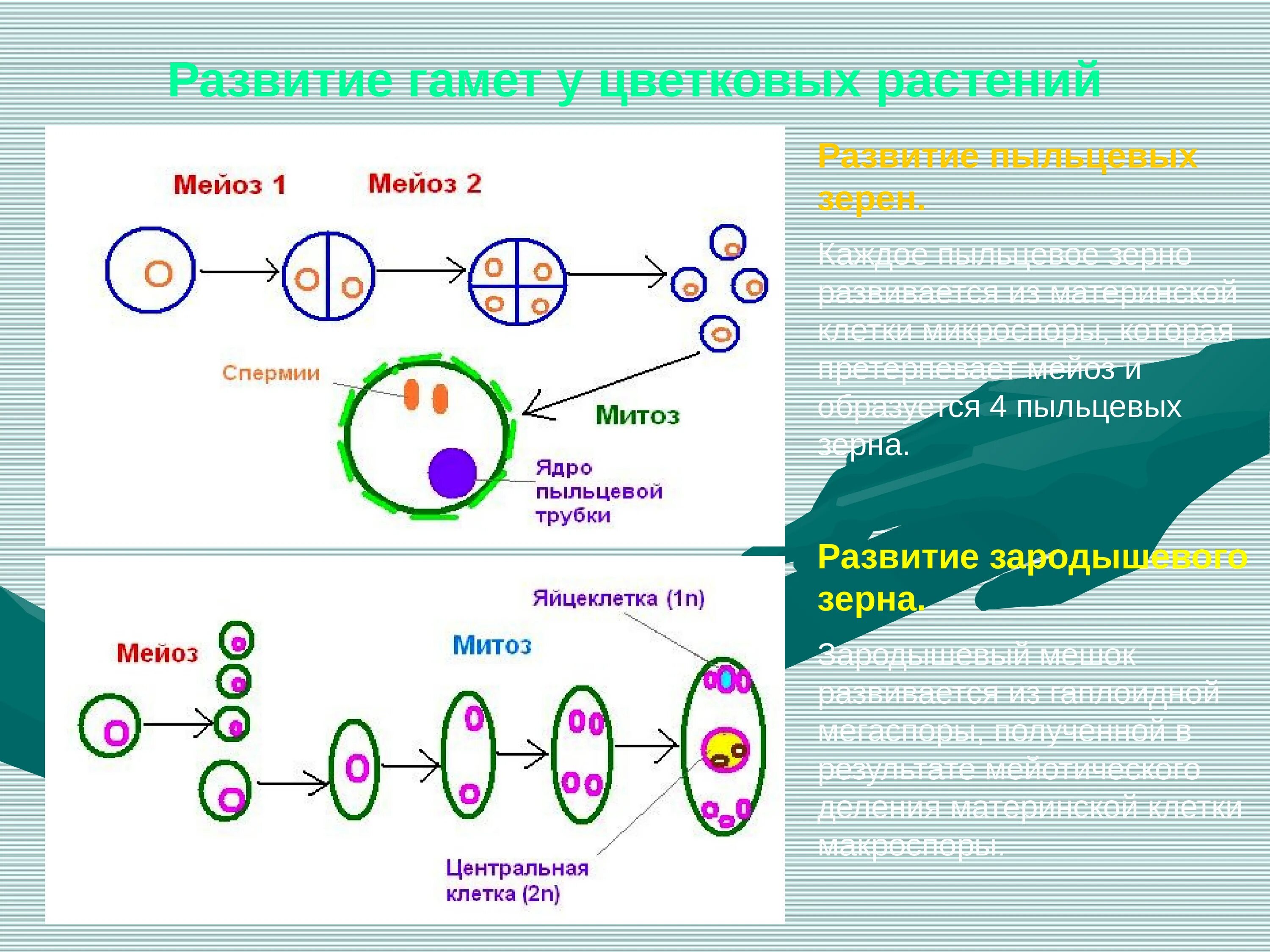 Схема размножения клеток. Жизненный цикл размножения мейоз. Митоз. Клеточный цикл митоз и мейоз. Мейоз образование гамет у растений. Что образуется в результате митоза