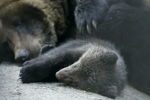 Я медведь как снимали медвежонка