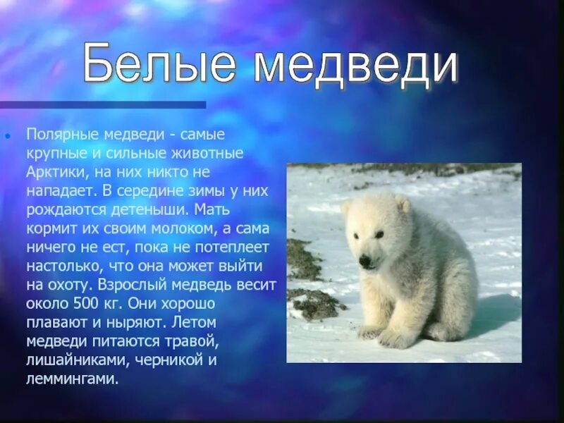 Доклад о животном 7 класс. Сообщение о животных арктики. доклад про животных. рассказ о животных арктики. сведение животном в арктике.