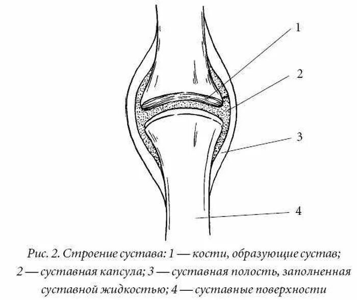 Какие структуры сустава. Схематическое строение сустава. Схема строения сустава человека анатомия. Зарисовать строение сустава. Зарисовать строение коленного сустава.