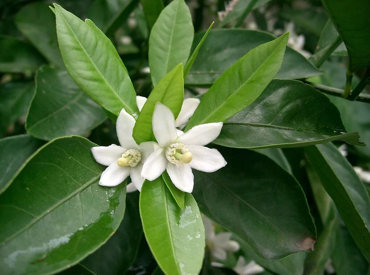 Как выглядит цветок апельсина Orange blossom, Blossom, Beautiful flowers