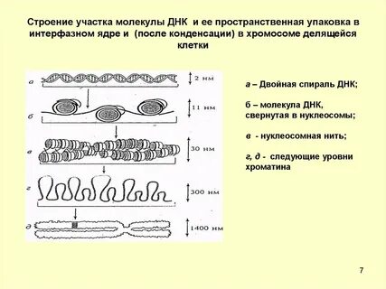 Участок молекулы днк в хромосоме