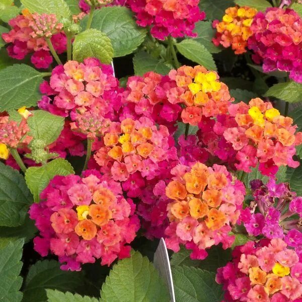 SmartScape Plant Details - Texas Lantana Full sun plants, Southern garden, Sun p