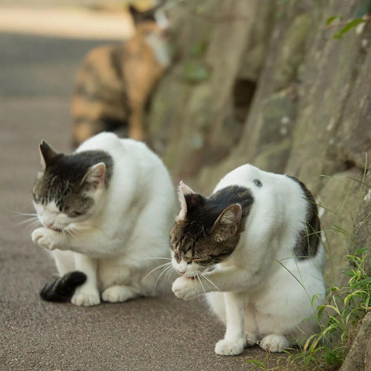Фотографии японских кошек. Японский фотограф Масаюки Оки. Масаюки Оки японский фотограф кошек. Уличная кошка. Бродячие кошки.