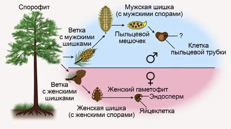 Цикл развития сосны гаметофиты. Цикл развития голосеменных схема. Цикл размножения голосеменных растений ЕГЭ. Цикл развития голосеменных сосны. Роль гаметофита