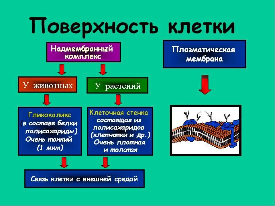 Клеточная стенка животных состоит из. Надмембранный комплекс гликокаликс. Плазматическая мембрана и клеточная стенка. Надмембранный комплекс строение и функции. Плазматическая мембрана гликокаликс.