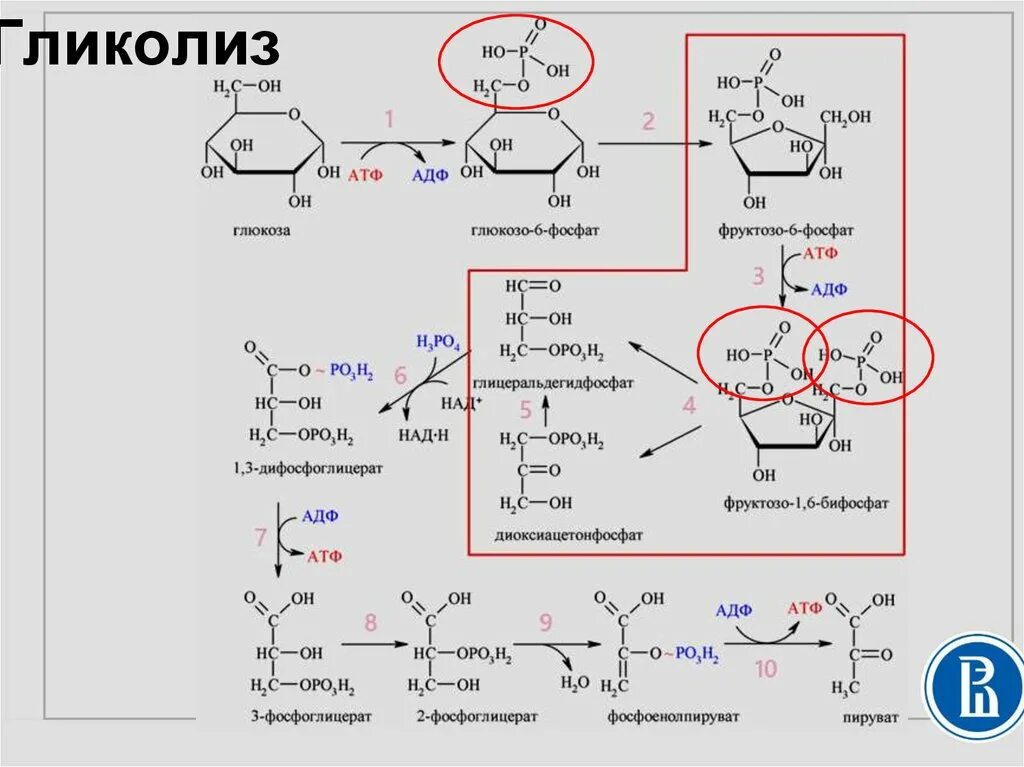 10 Реакций гликолиза биохимия. 1 Реакция анаэробного гликолиза. Анаэробный гликолиз схема реакций. Аэробный гликолиз реакции. Этап катаболизма глюкозы