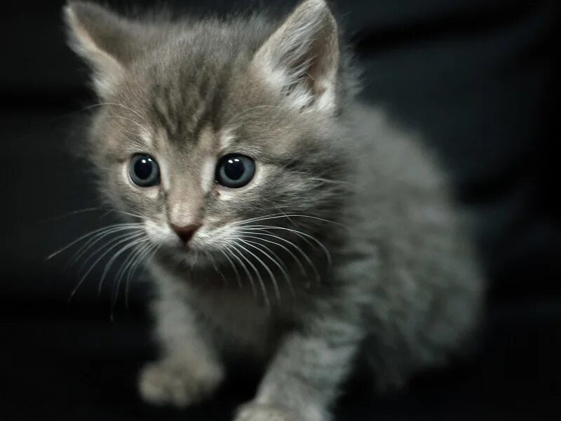 Обычный серый котенок. Найти котенок серый. Британские котята серые. Голубой британец котенок. Найти котенок серый.