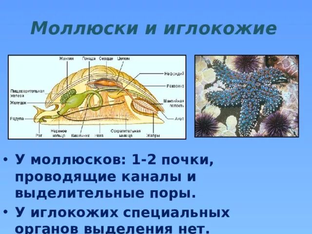 Тип моллюски выделение. Органы выделения иглокожих. моллюски выделительная система. органы выделения тип иглокожие. иглокожие моллюски.