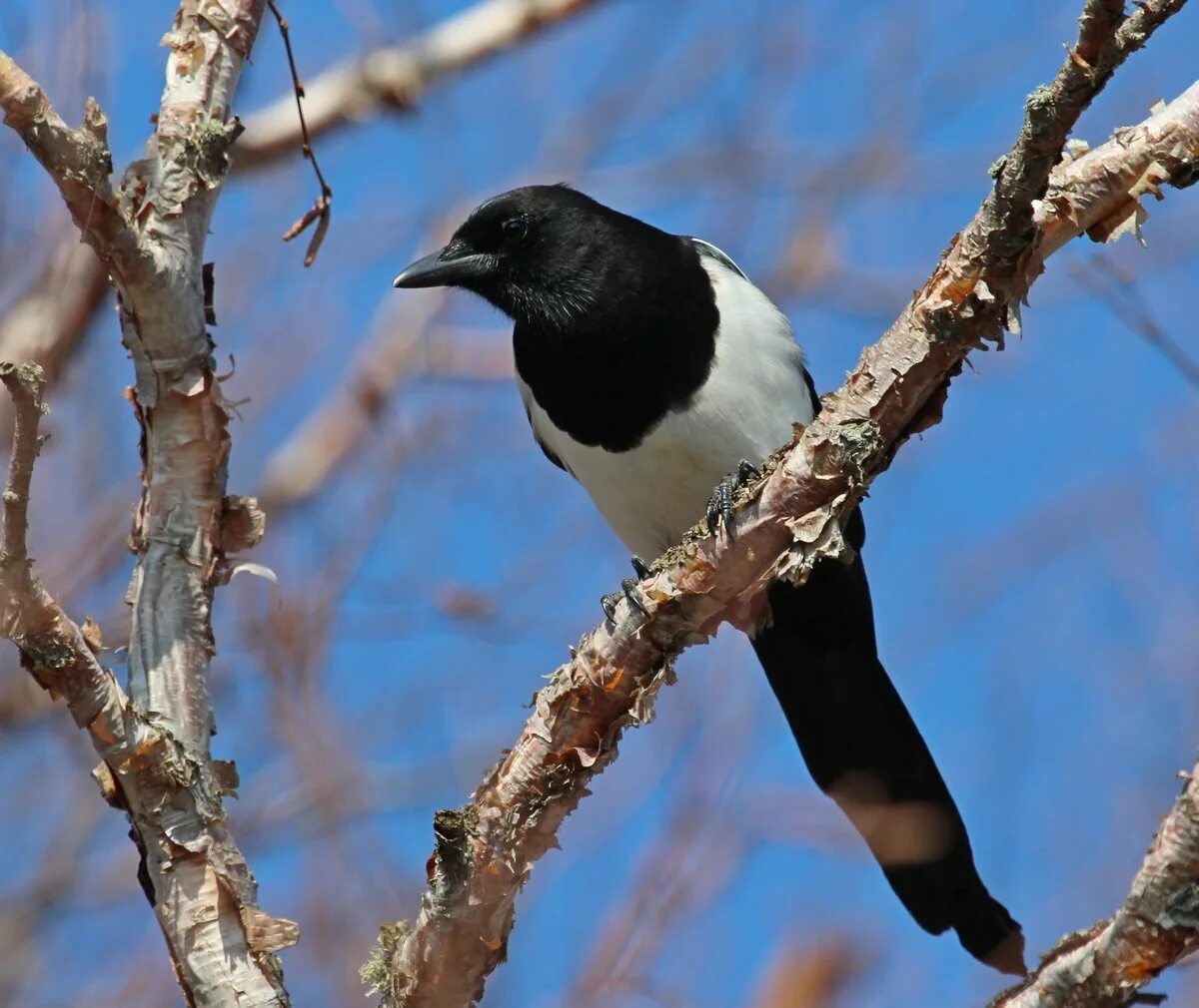 Сорока лесная птица. Сорока обыкновенная. Сорока белобока птица. Сорока белобока птица. Сорока обыкновенная птицы.