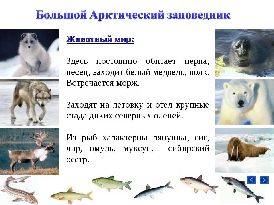 Звери и птицы Арктики. Особенности животных Арктики. Окружающий мир животные Арктики. Животные обитающие в Арктике