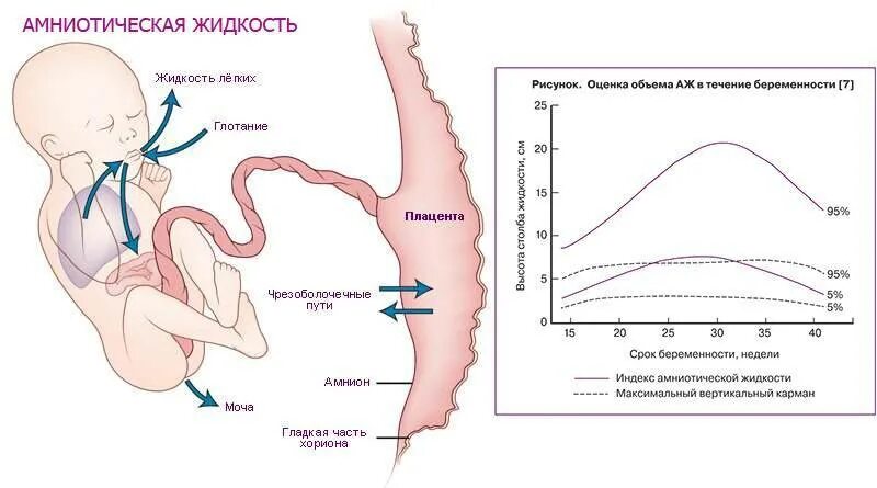 Пульсация во время беременности