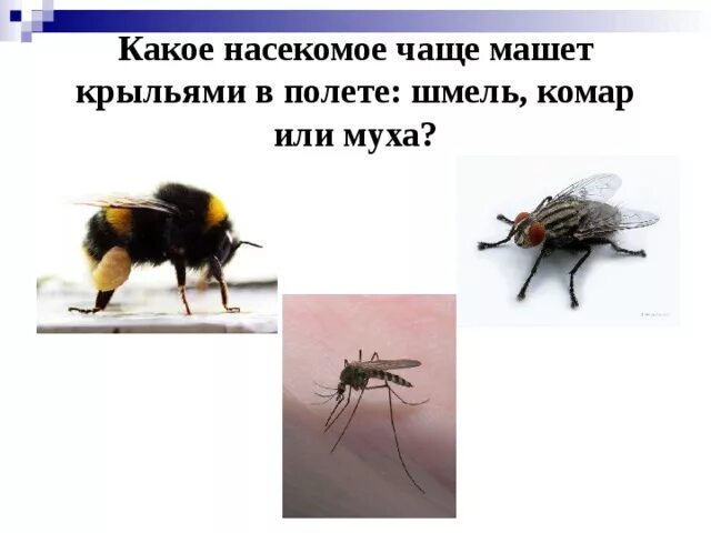 Почему насекомые издают звук при полете. Какое насекомое чаще машет крыльями. комар муха шмель. какое насекомое чаще машет крыльями в полете шмель комар или муха. какое насекомое чаще машет крыльями в полете.