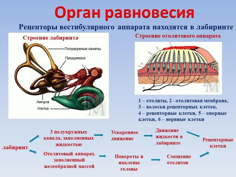 Охарактеризуйте особенности строения органа равновесия и функции
