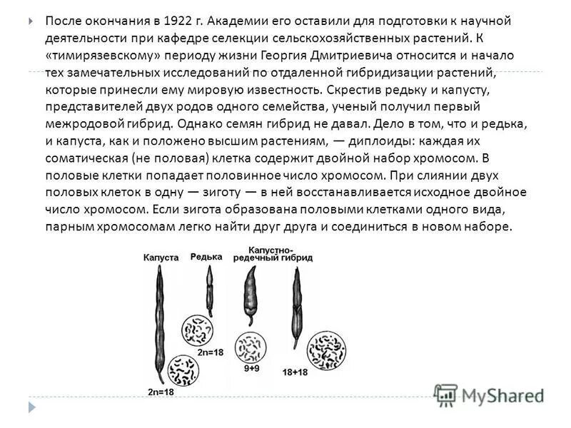 Карпеченко капустно редечный гибрид. Капустно-редечный гибрид Карпеченко.