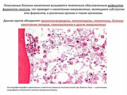 Патология лизосом