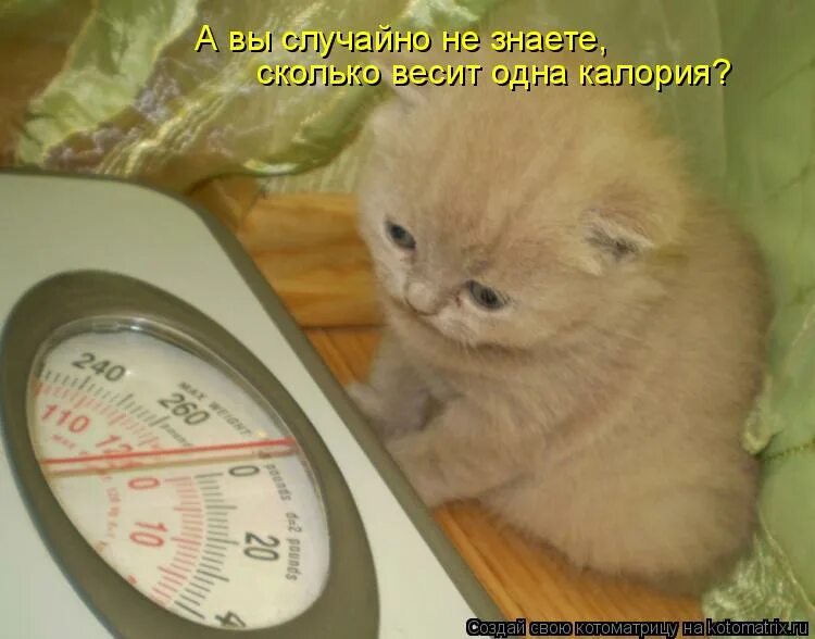 Не знаю сколько ты хочешь. Кот взвешивается. сколько хочу столько и вешу картинка. вот столько я наплакал. сколько хочу столько и вешу фото прикол.
