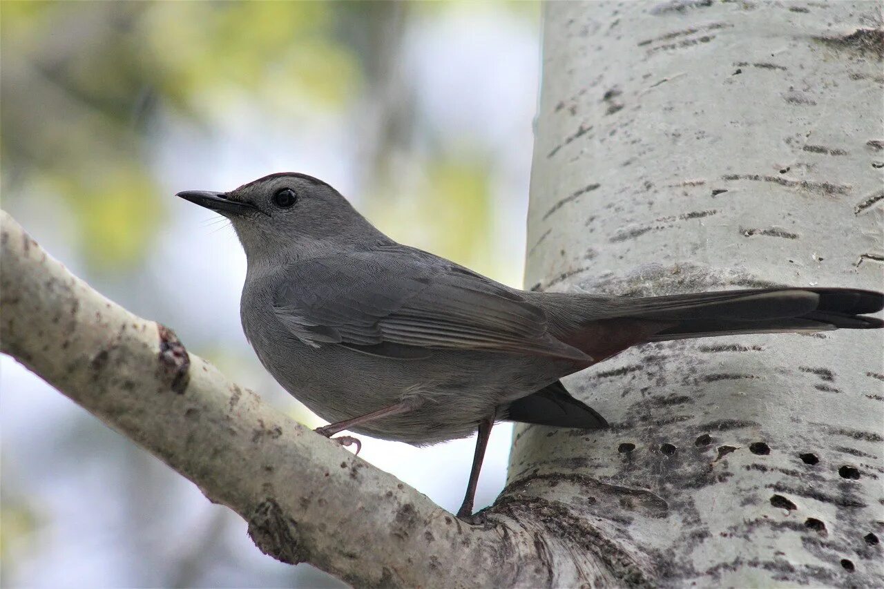 Браминский скворец. Серый Дрозд (Grey Catbird). Gray Catbird птица. Дрозд дымчатый.