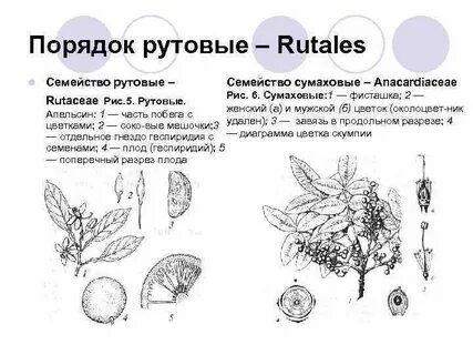 Семейство затем