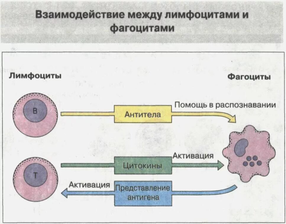 Лимфоциты выделяют